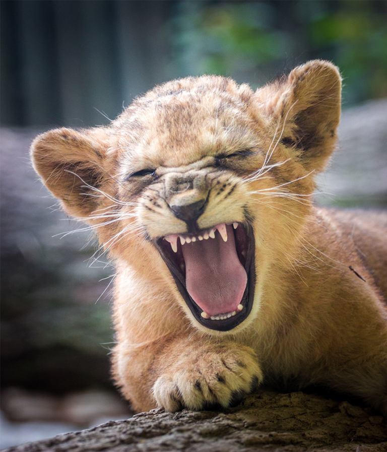 Yawning Lion 0000_AdobeStock_281819527