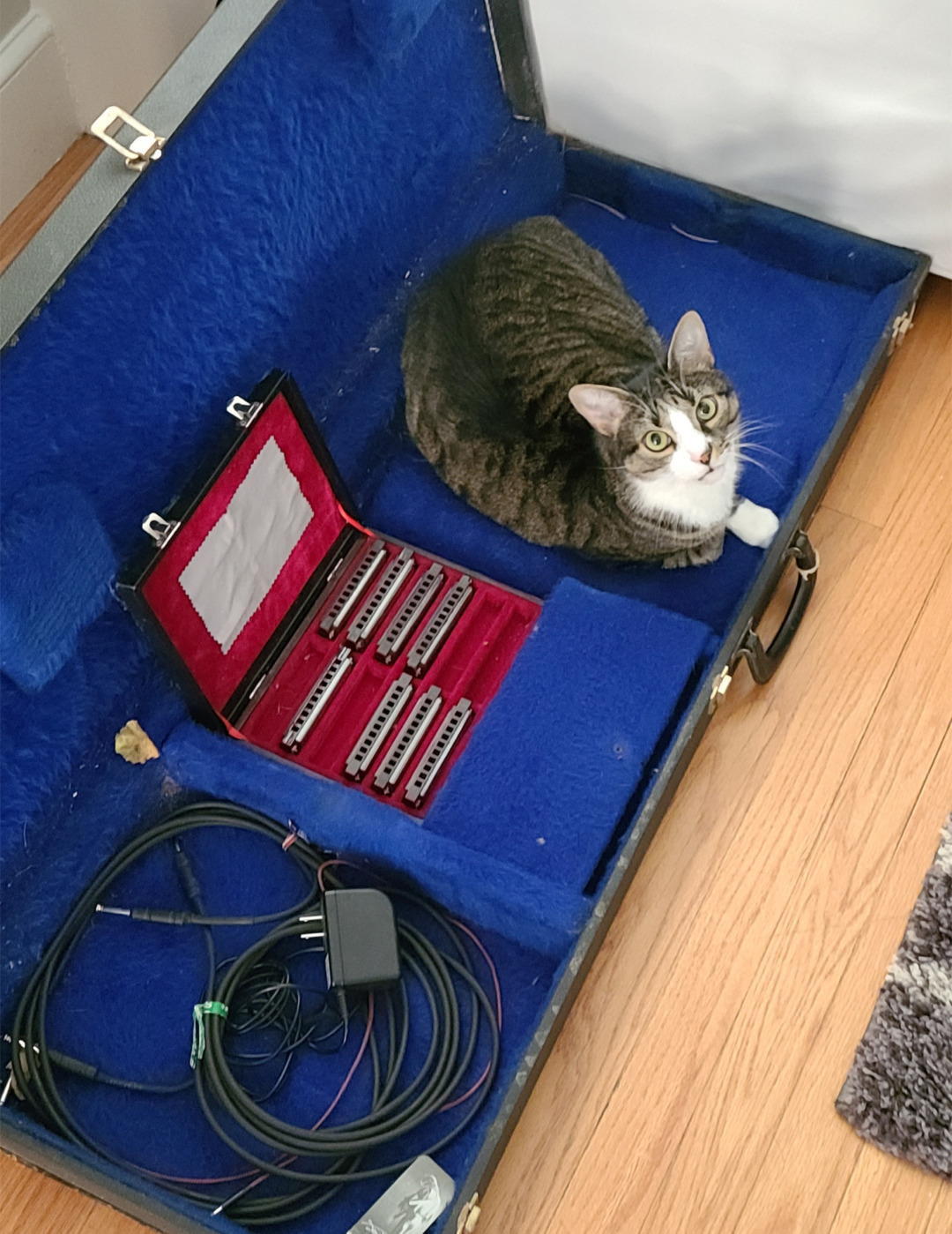 Kenai the Instrument Kitteh