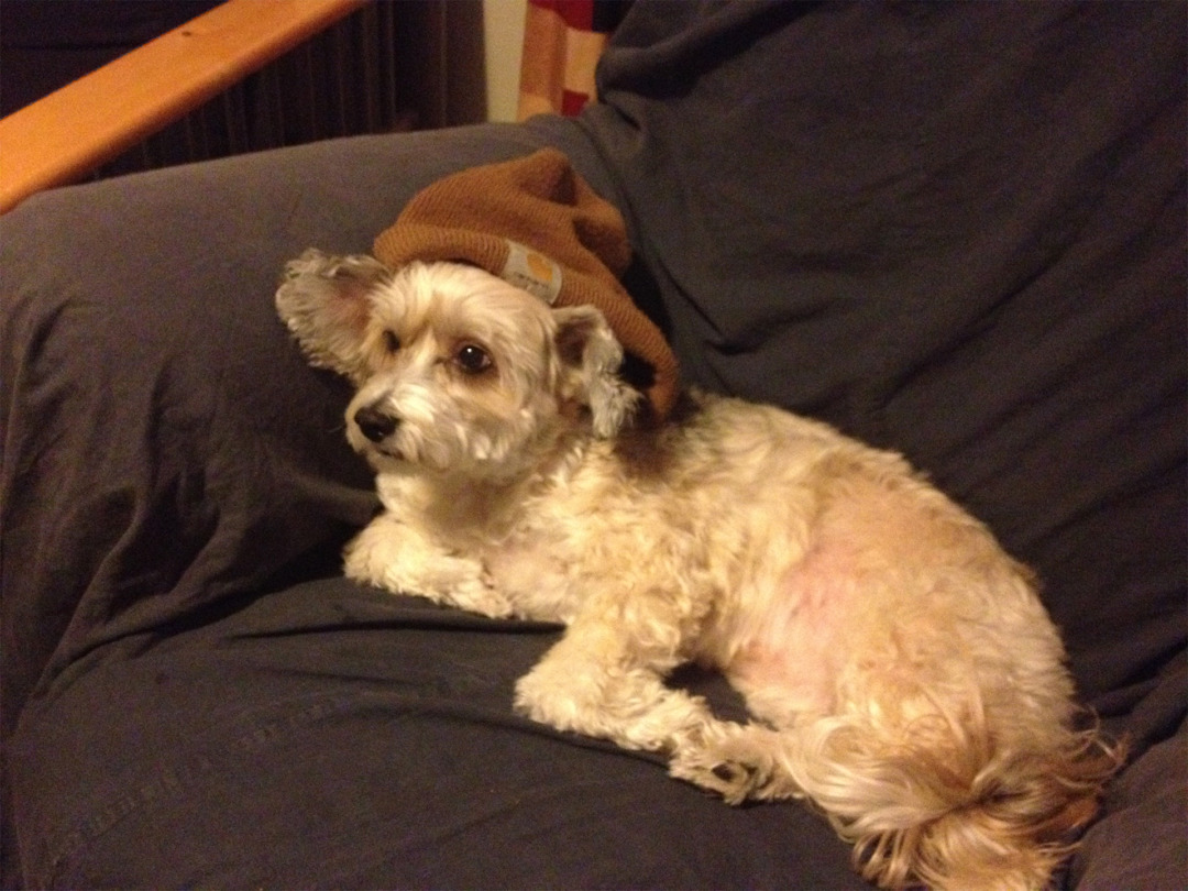 Mikey, Nate's First Dog