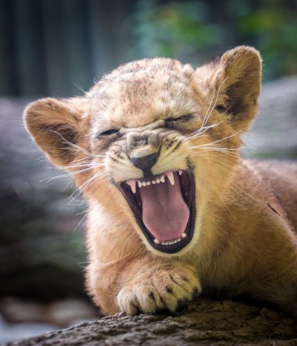 Lion Yawn