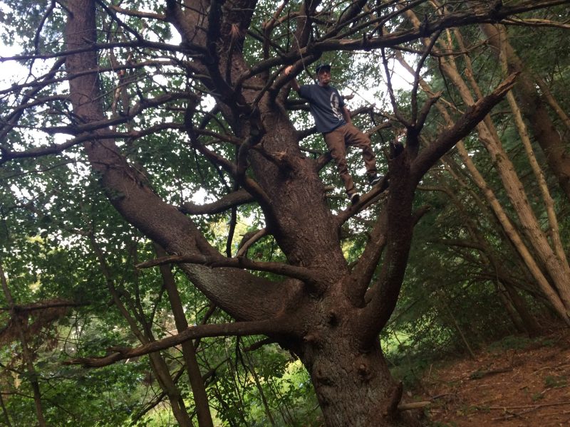 NC smoking up a tree