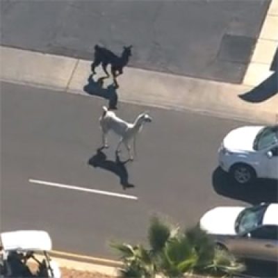 llama drama